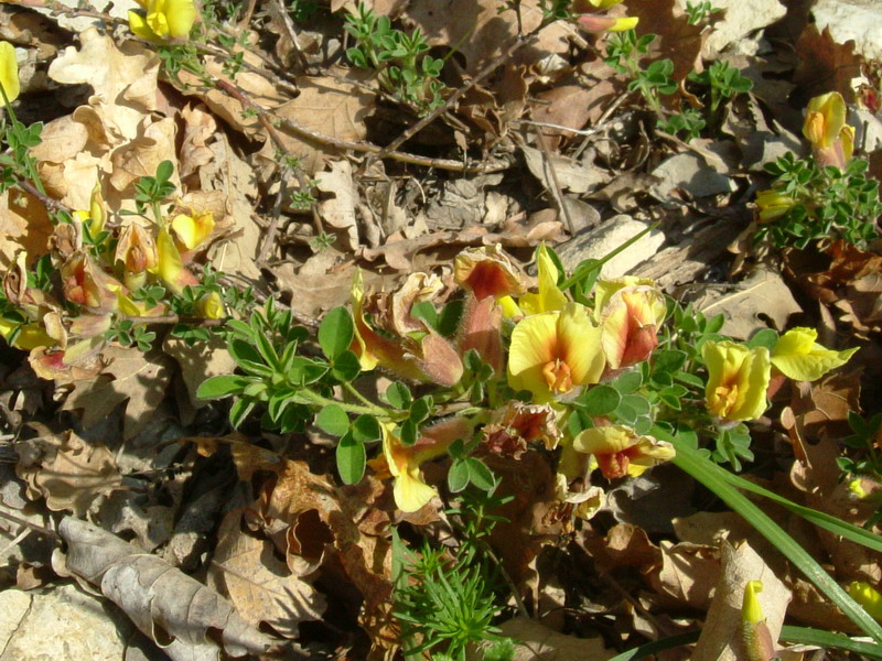 Cytisus hirsutus / Citiso peloso